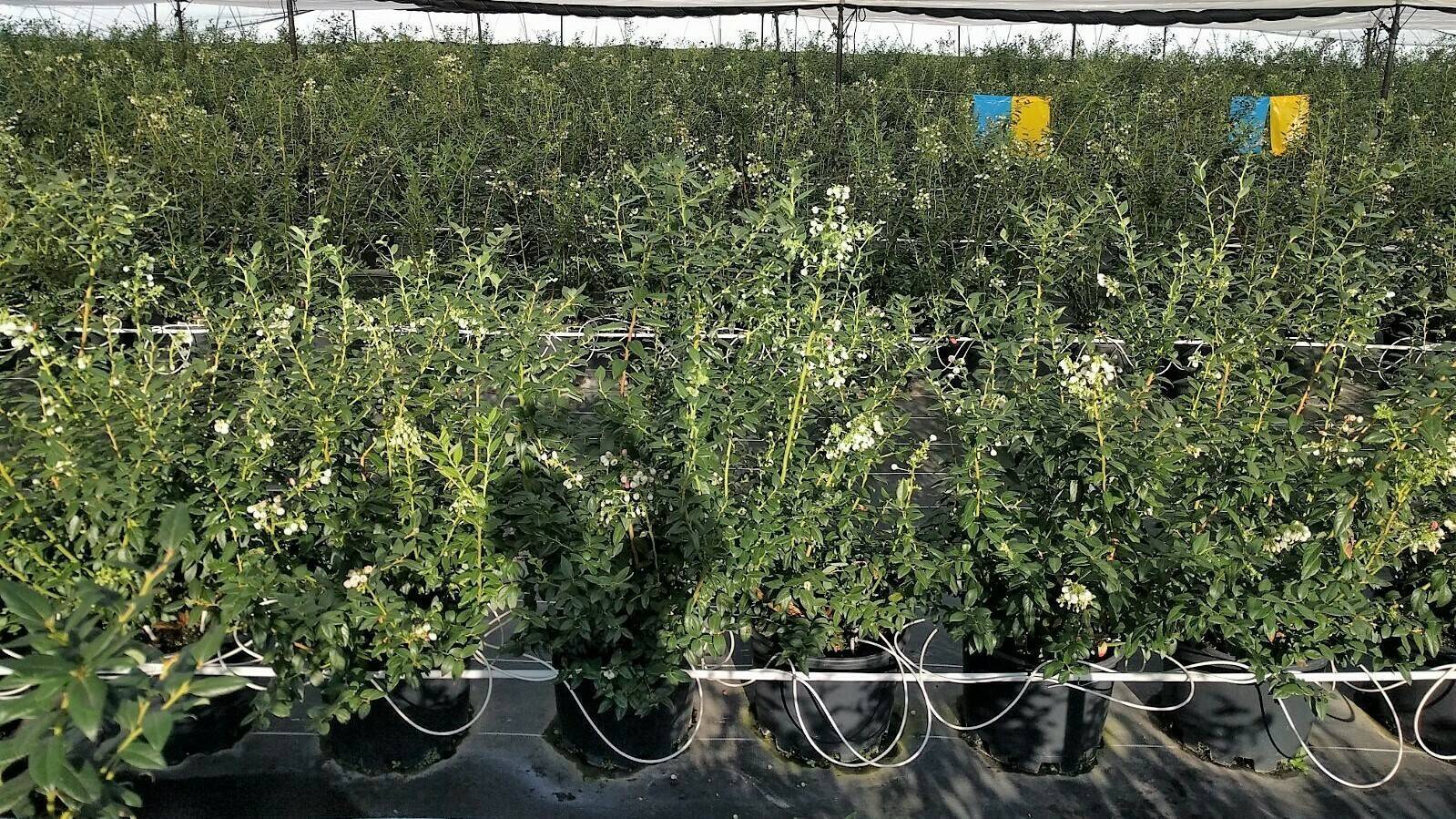 Foto1_producción arándanos|Sin título|blueberry-3460423_960_720|berries-3513547_960_720|blueberries-1576403_960_720